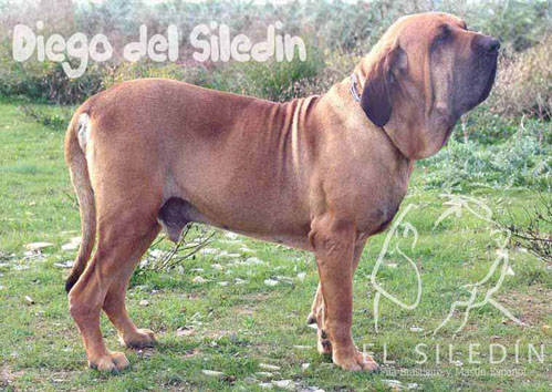 Diego de El Siledín