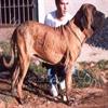 Briston II do Ibituruna