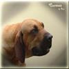 carmen