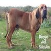 diego2