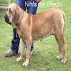 ninfa